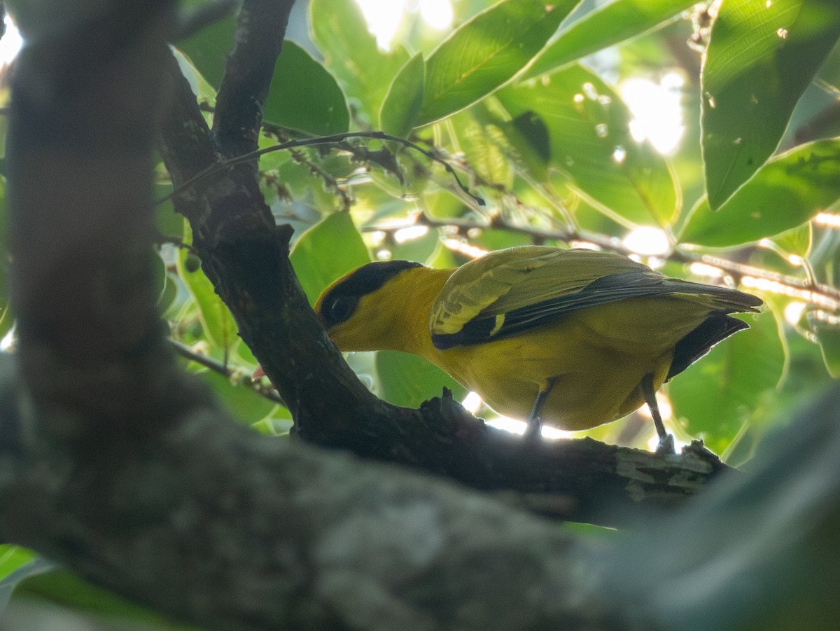 Black-naped Oriole - ML613722849