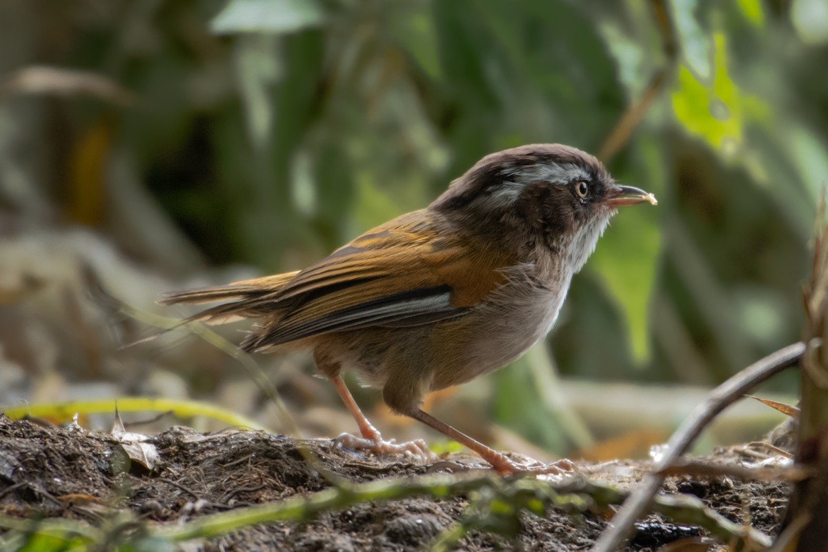 White-browed Fulvetta - ML613722889