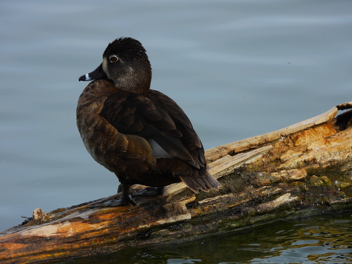 Ring-necked Duck - ML613723004