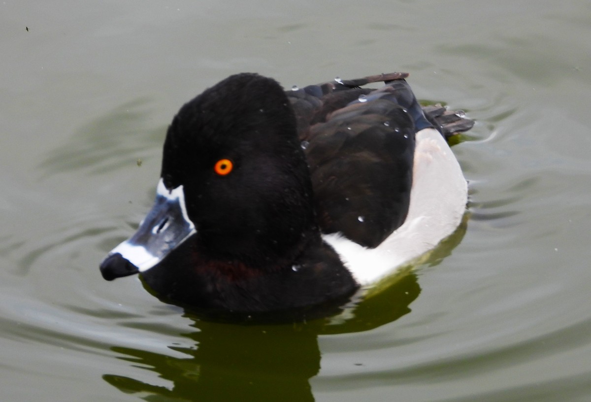 Ring-necked Duck - ML613723009