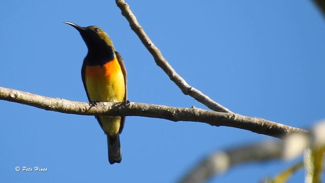 Palawan Sunbird - ML613723046