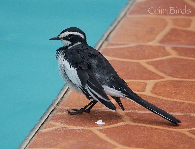 African Pied Wagtail - ML613723067