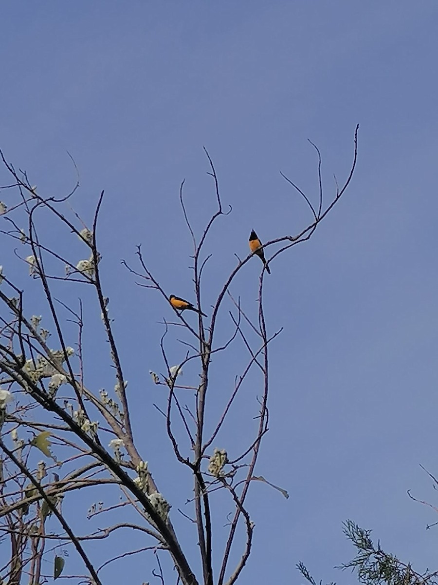 Black-vented Oriole - ML613723072