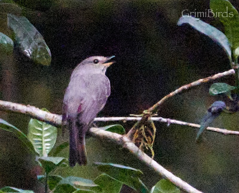 African Dusky Flycatcher - ML613723074