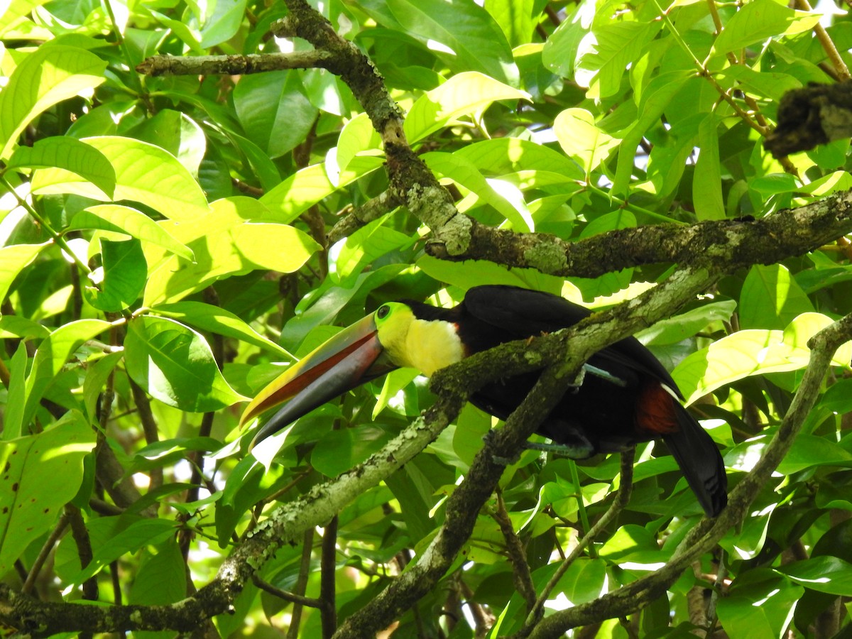 Yellow-throated Toucan - ML613723075