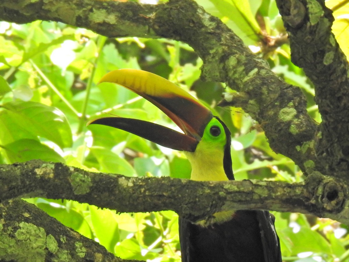 Yellow-throated Toucan - ML613723077