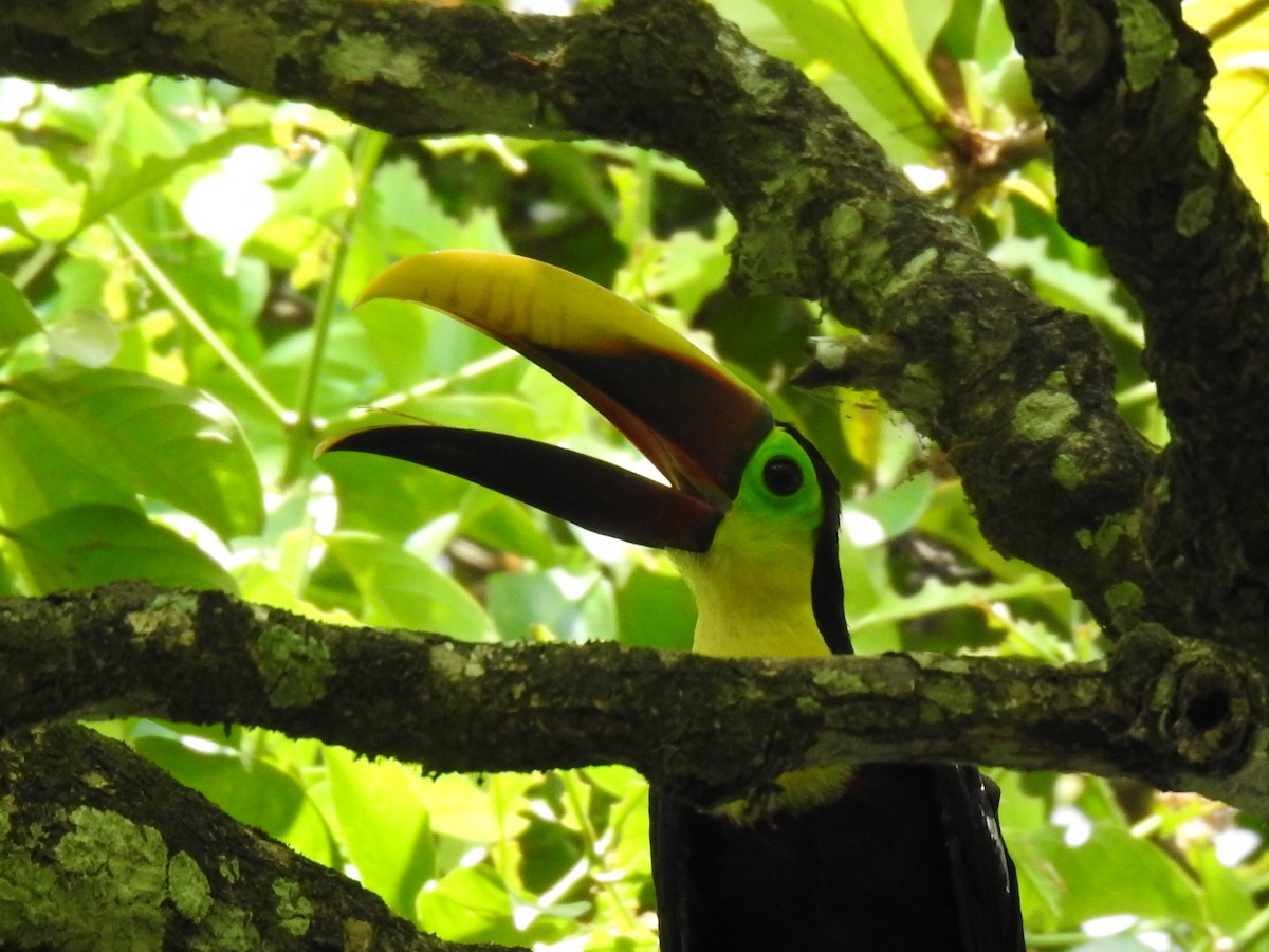 Yellow-throated Toucan - ML613723079