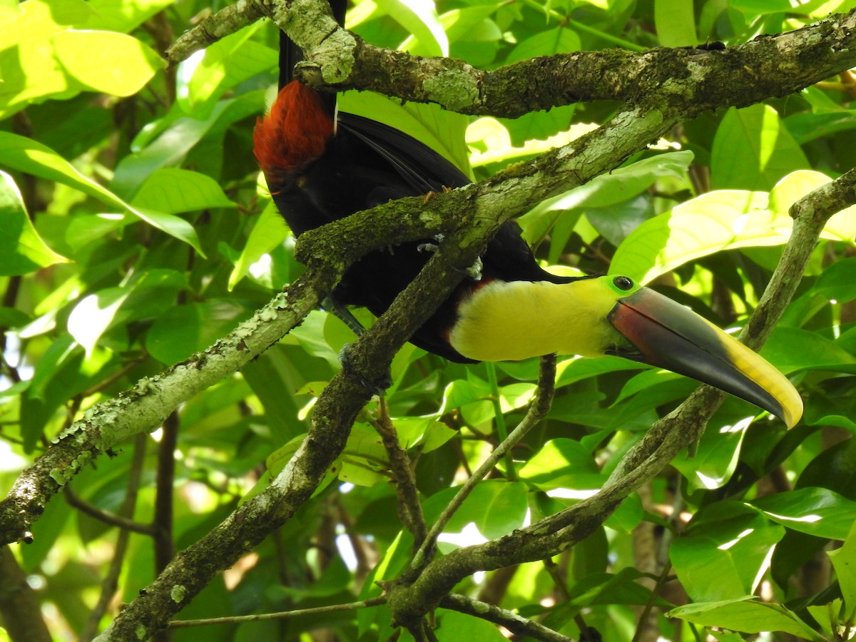Yellow-throated Toucan - ML613723081