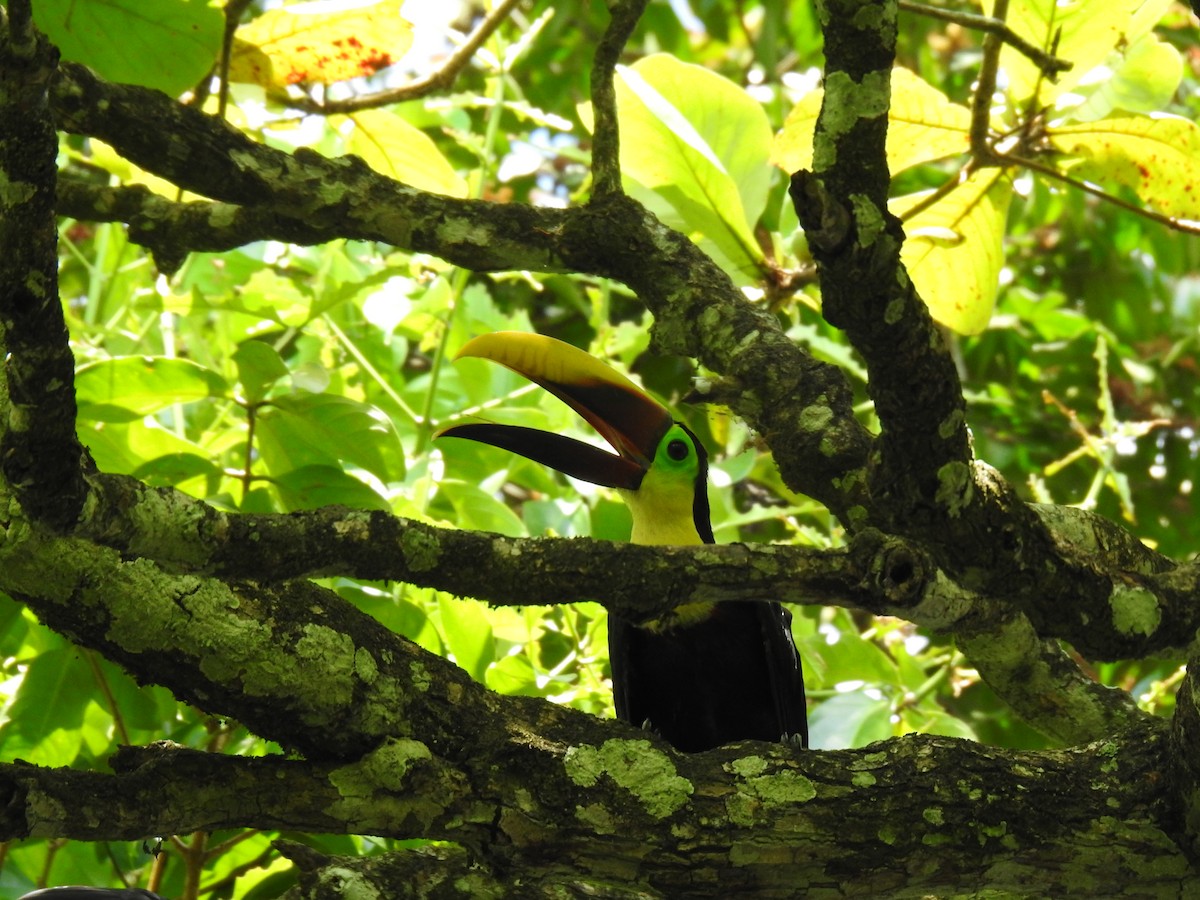 Yellow-throated Toucan - ML613723082