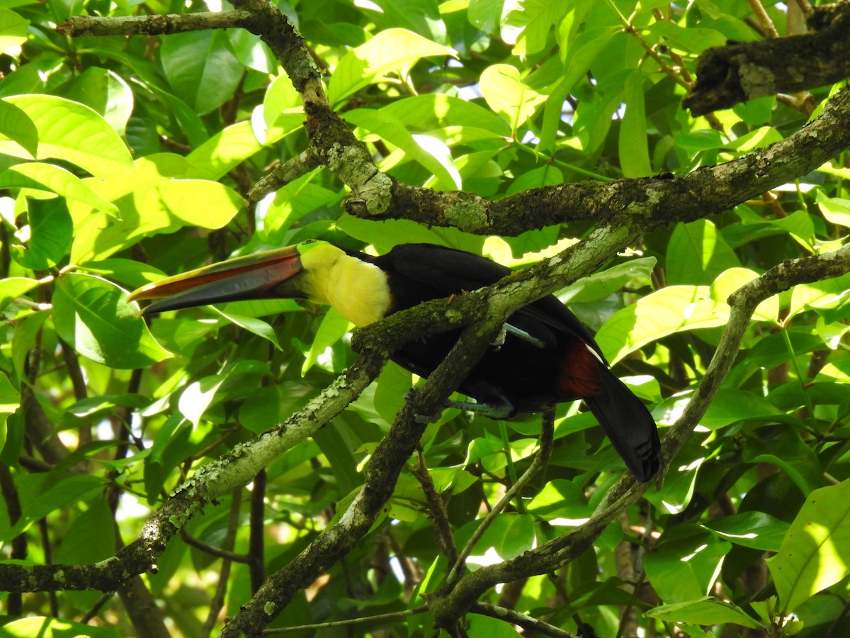 Yellow-throated Toucan - ML613723083