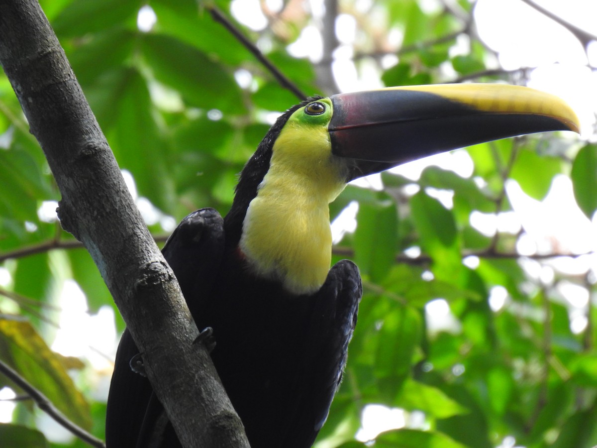 Yellow-throated Toucan - ML613723084