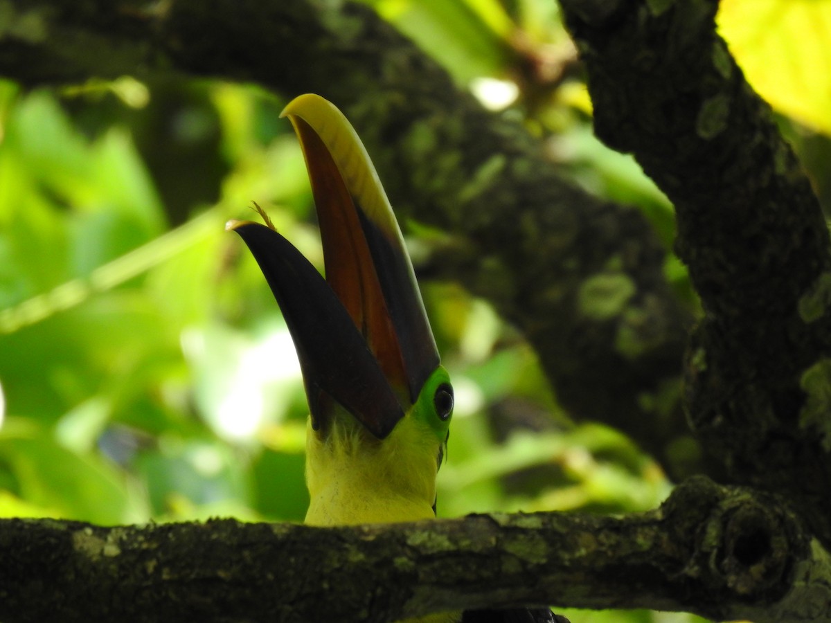 Yellow-throated Toucan - ML613723085
