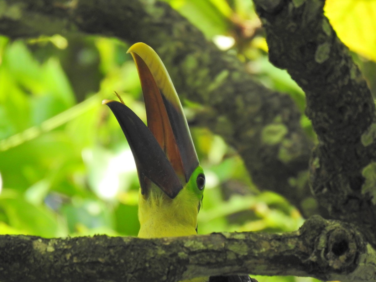 Yellow-throated Toucan - ML613723086