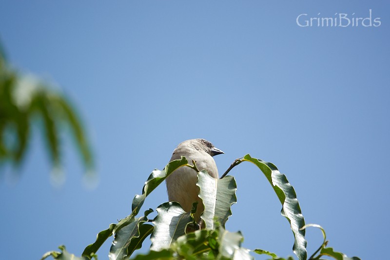 Northern Gray-headed Sparrow - ML613723095