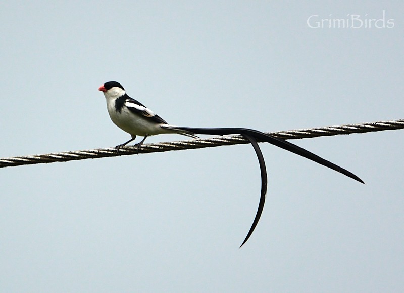 Pin-tailed Whydah - ML613723158