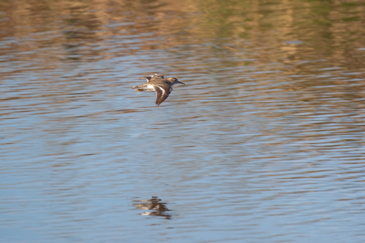 Spotted Sandpiper - ML613723191