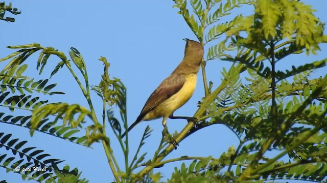 Palawan Sunbird - ML613723244