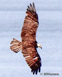 Osprey - ML613723253