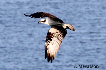 Osprey - Melissa Watson