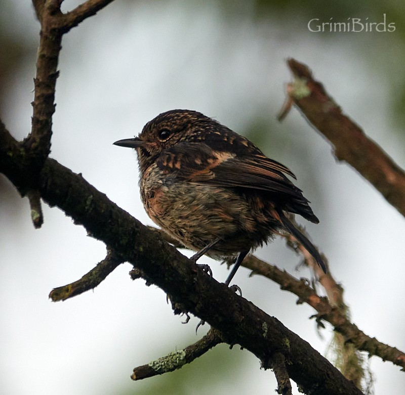 Tarabilla Africana (grupo torquatus) - ML613723276