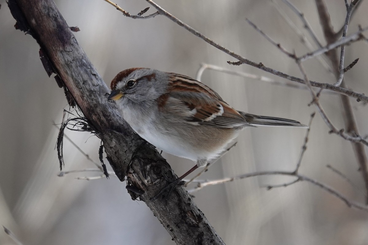 American Tree Sparrow - ML613723288