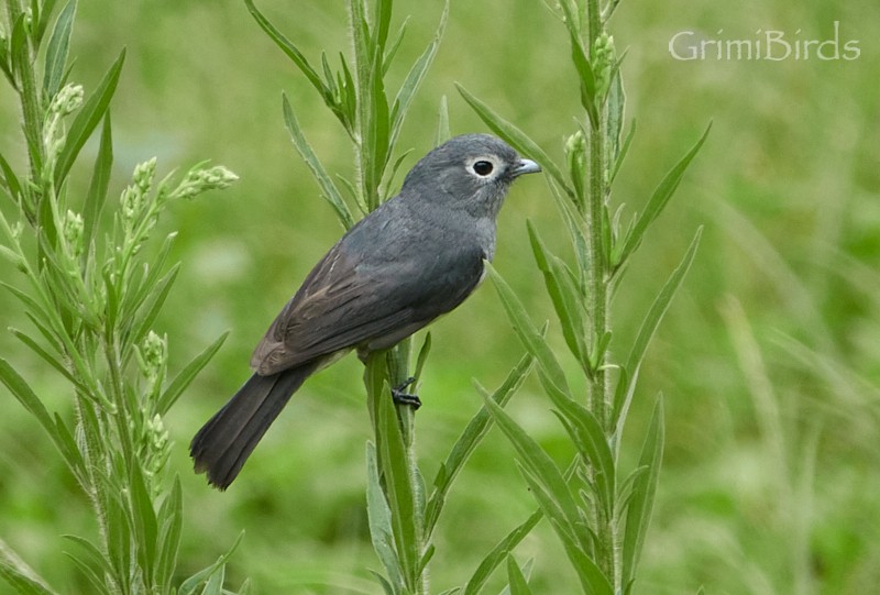 White-eyed Slaty-Flycatcher - Ramon Grimalt