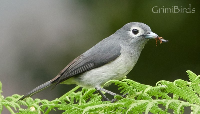 White-eyed Slaty-Flycatcher - ML613723294