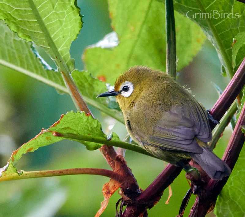 Anteojitos Serrano del Kilimanjaro - ML613723303