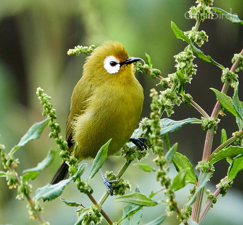 Kilimanjaro White-eye - ML613723340