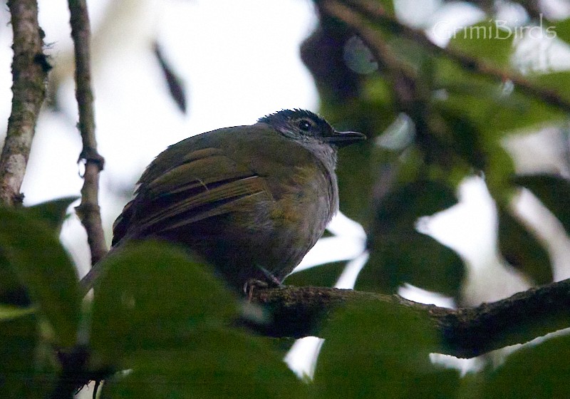 Eastern Mountain Greenbul - ML613723359