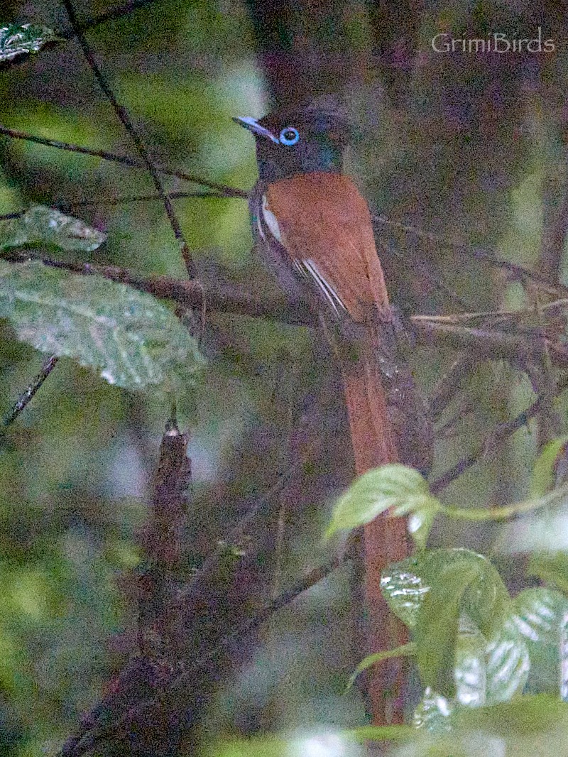 African Paradise-Flycatcher - ML613723381