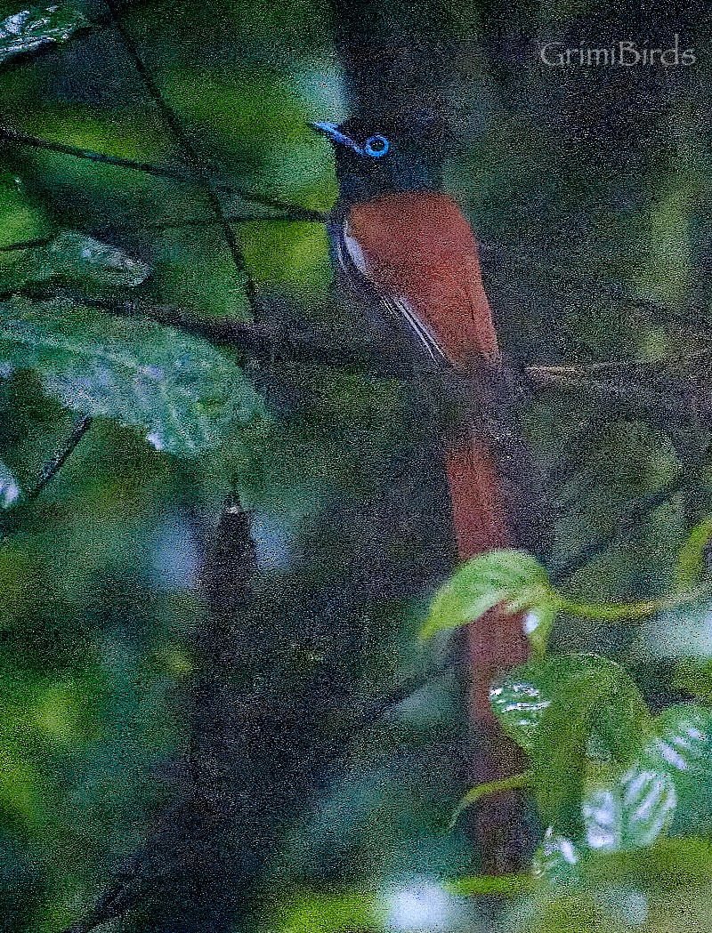 African Paradise-Flycatcher - ML613723382