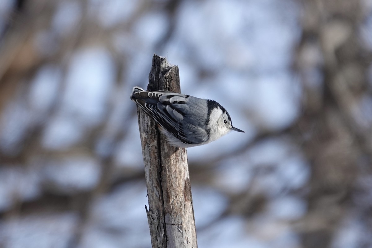 White-breasted Nuthatch - ML613723389