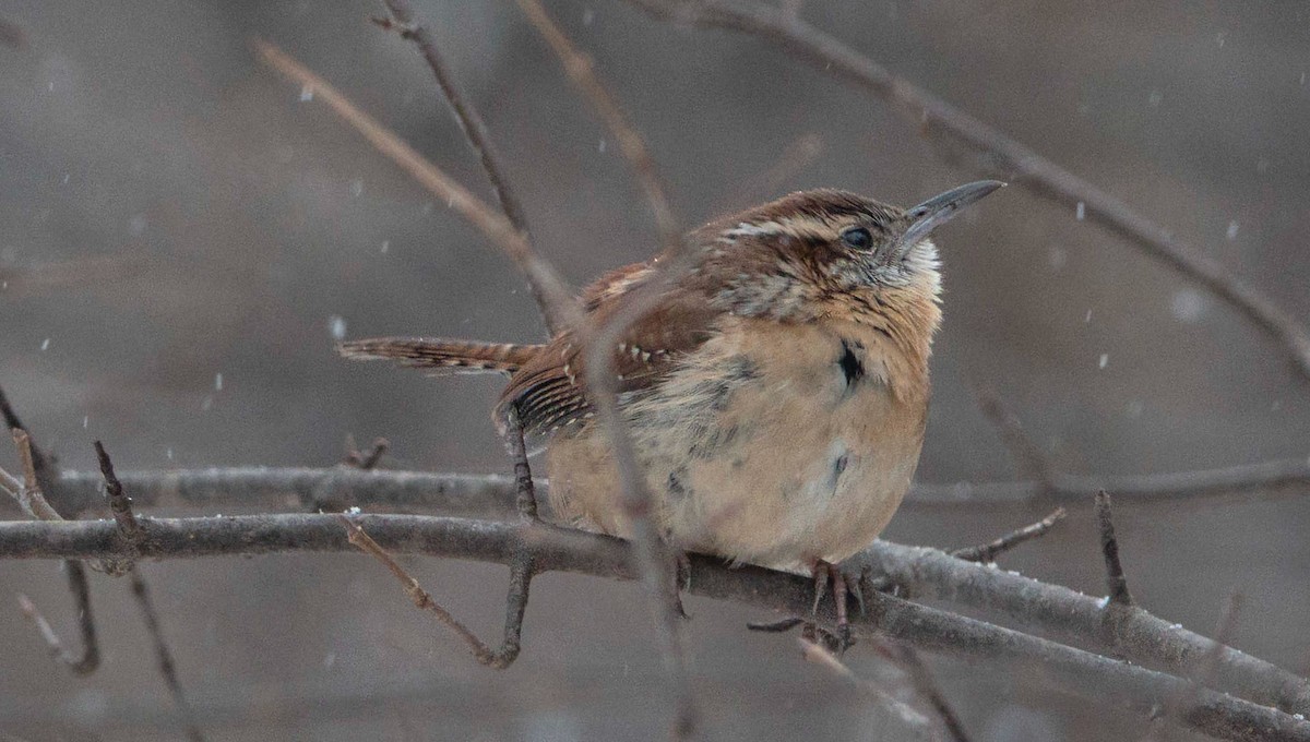 Carolina Wren - ML613723447