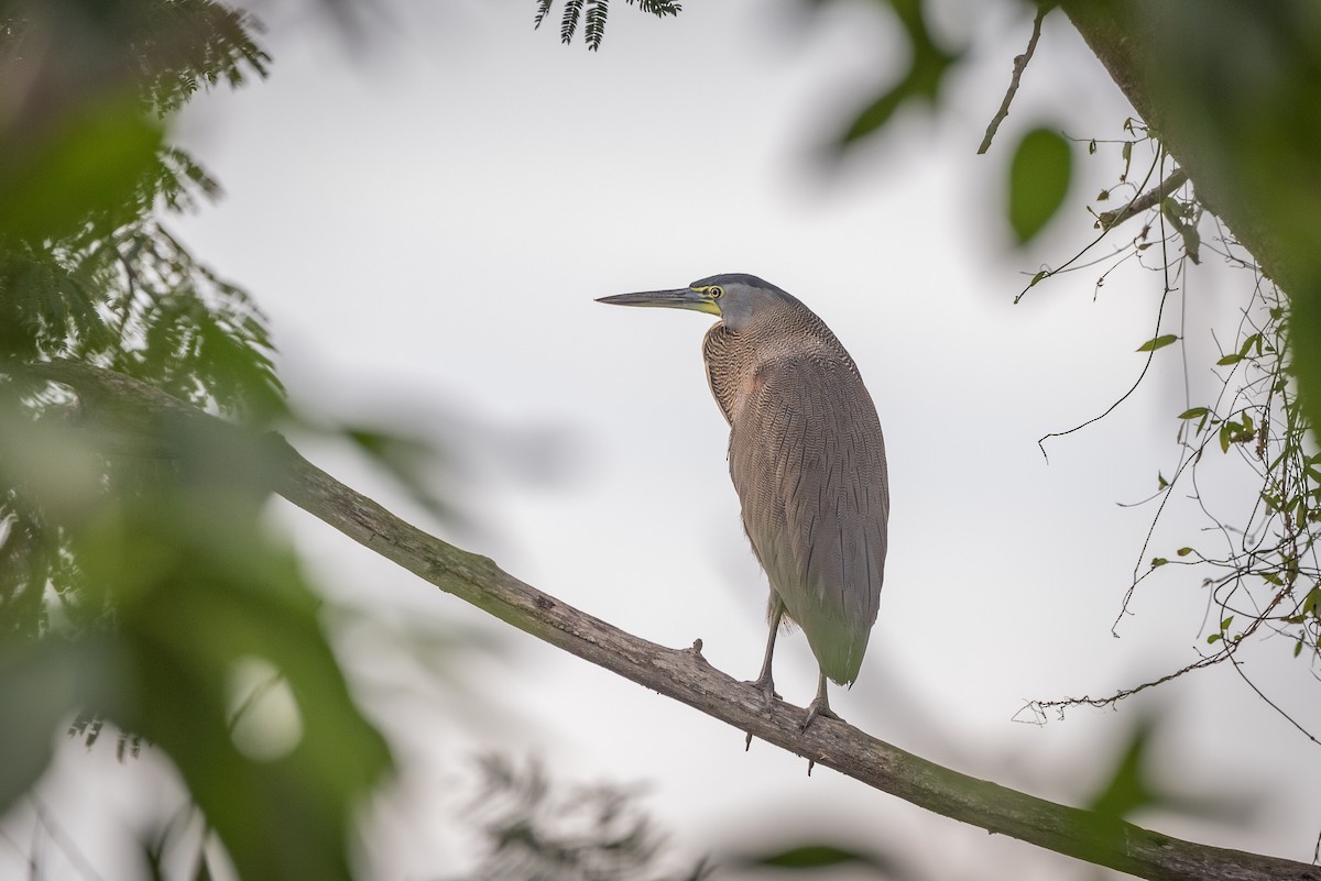 Bare-throated Tiger-Heron - José Ramón Avalos