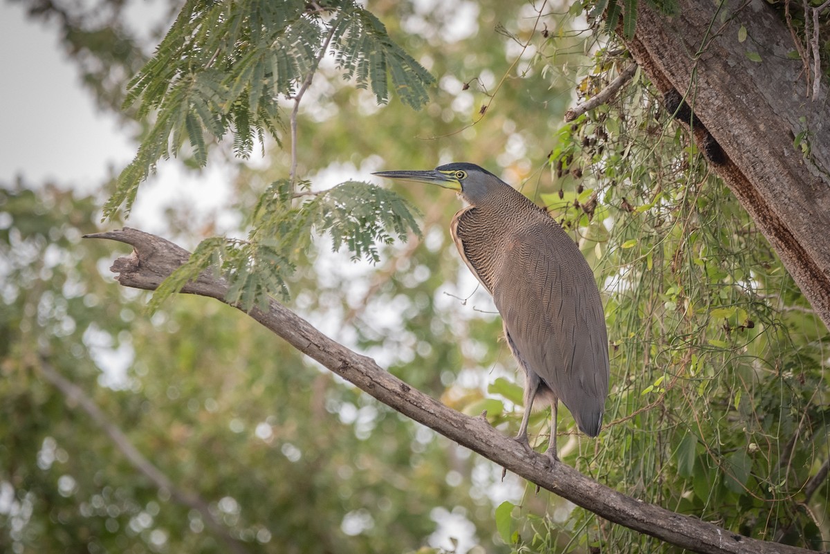 Bare-throated Tiger-Heron - José Ramón Avalos