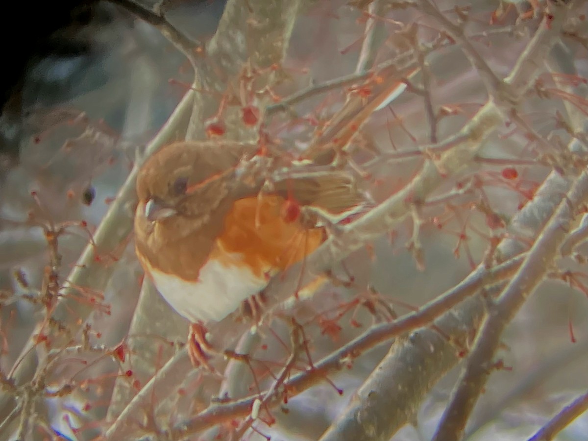 Eastern Towhee - ML613723534