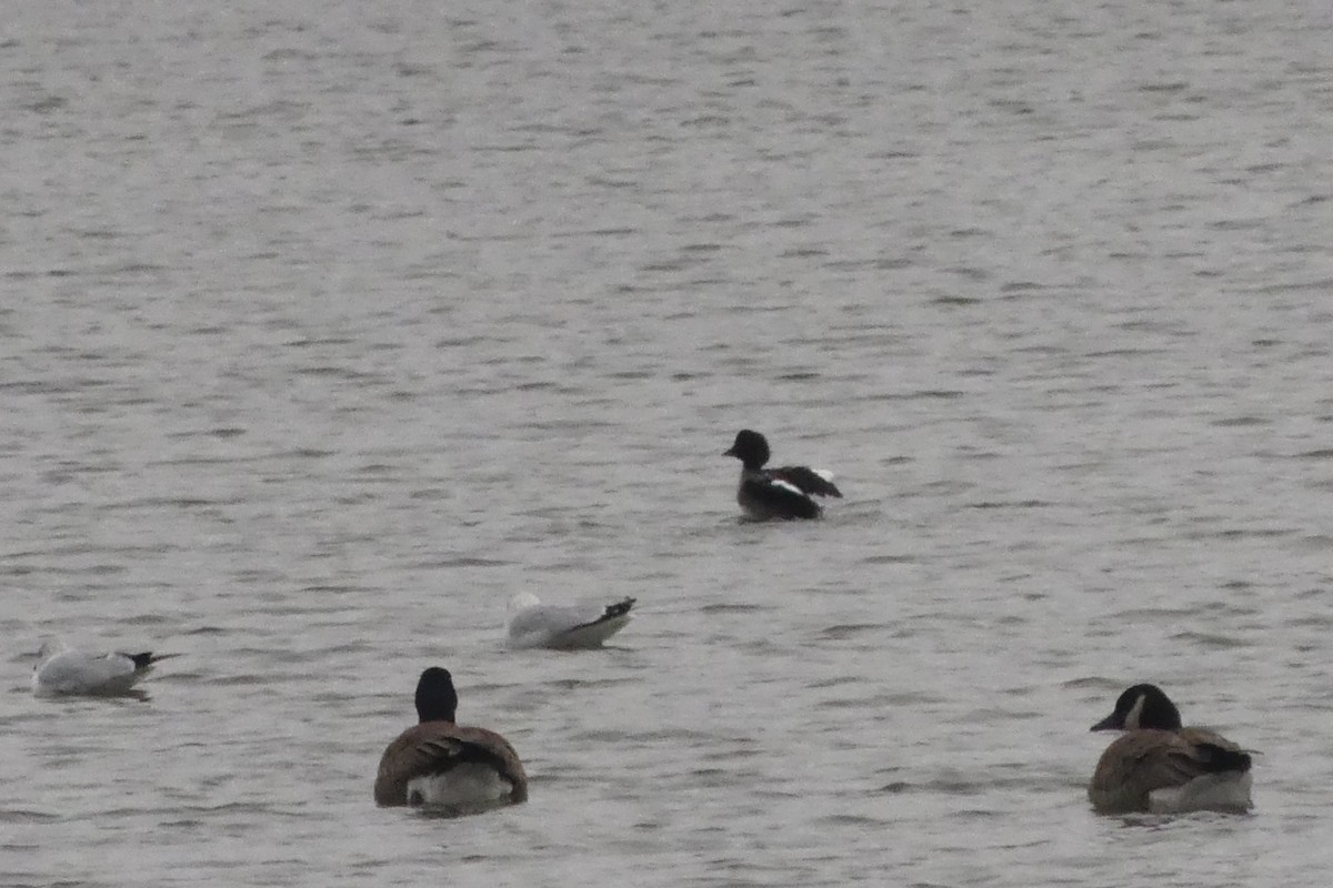 Barrow's Goldeneye - ML613723587