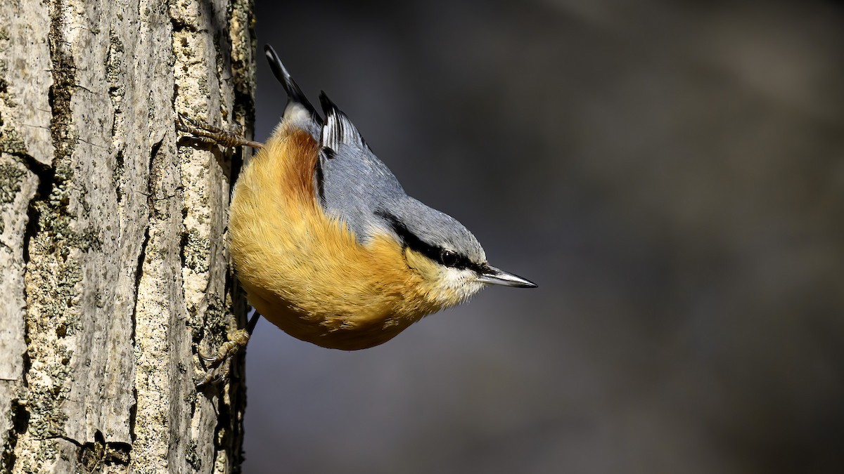 Eurasian Nuthatch - Ogün Aydin