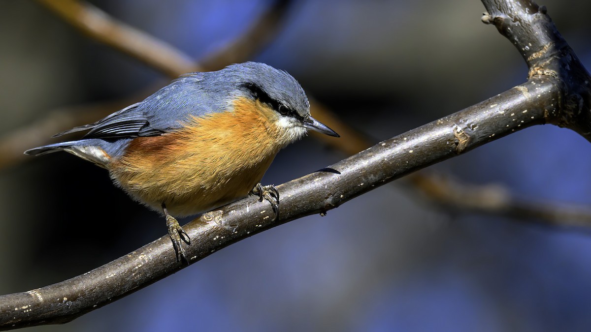 Eurasian Nuthatch - Ogün Aydin