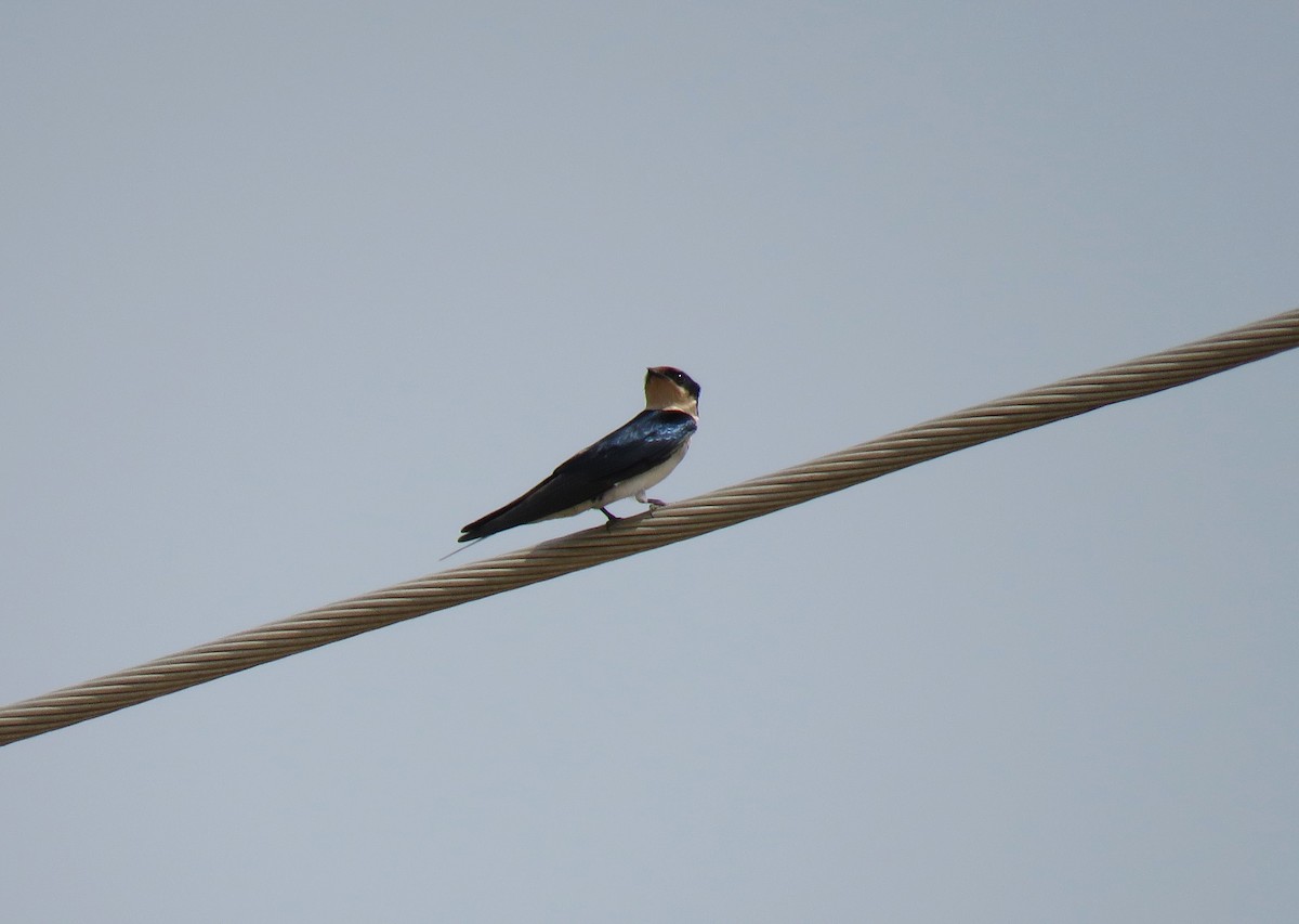 Ethiopian Swallow - Frederik Bexter