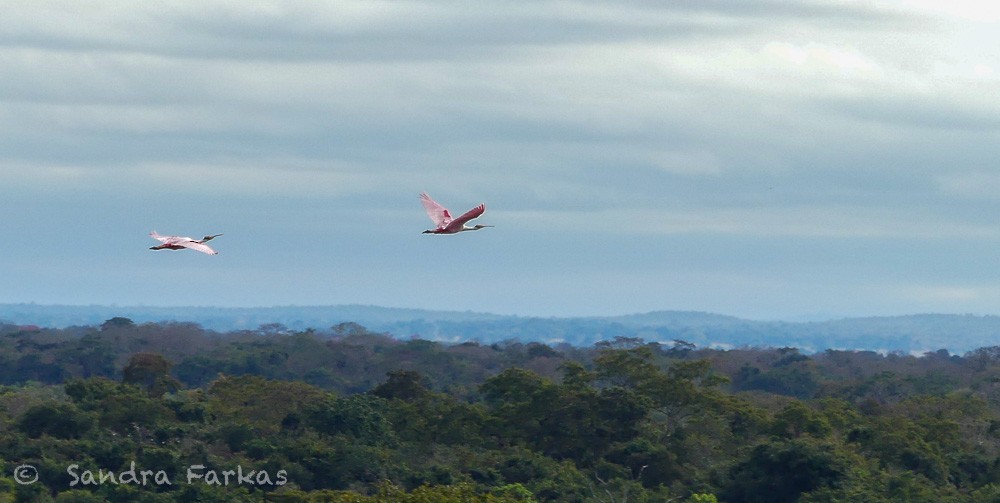 Roseate Spoonbill - ML613723735