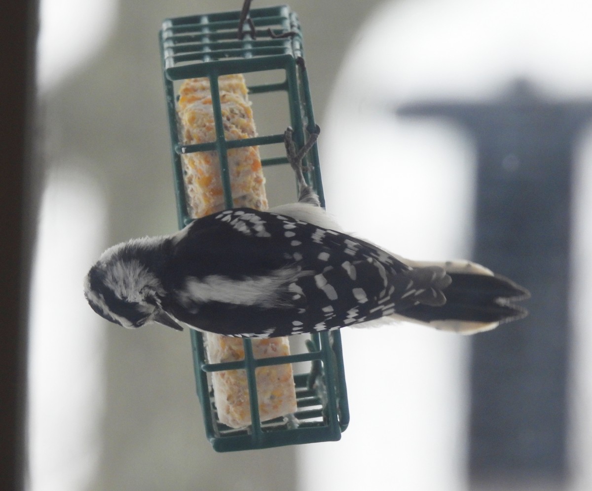 Downy x Hairy Woodpecker (hybrid) - ML613723805