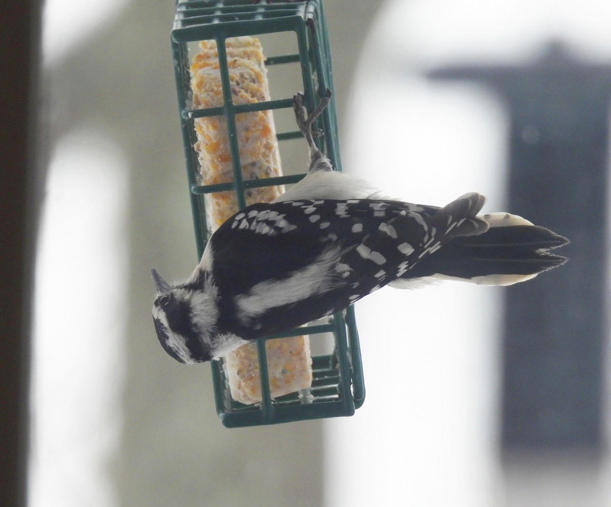 Downy x Hairy Woodpecker (hybrid) - ML613723806