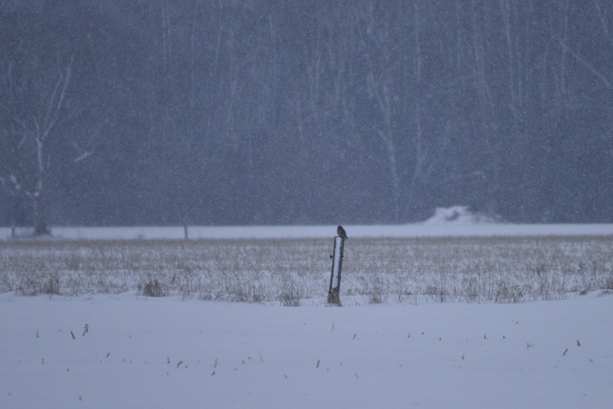 Short-eared Owl - ML613723819