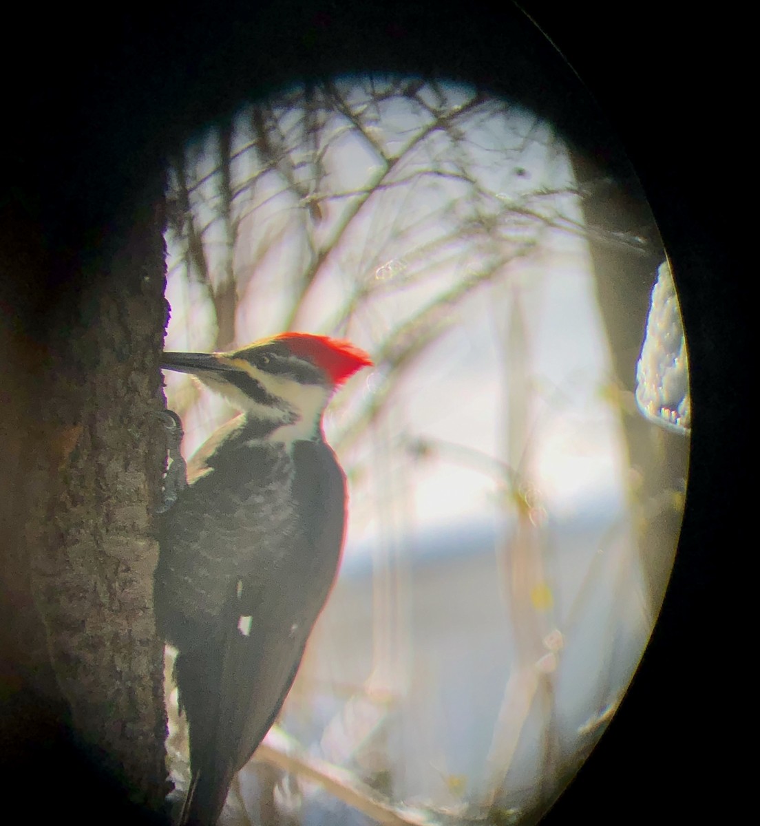 Pileated Woodpecker - ML613723892