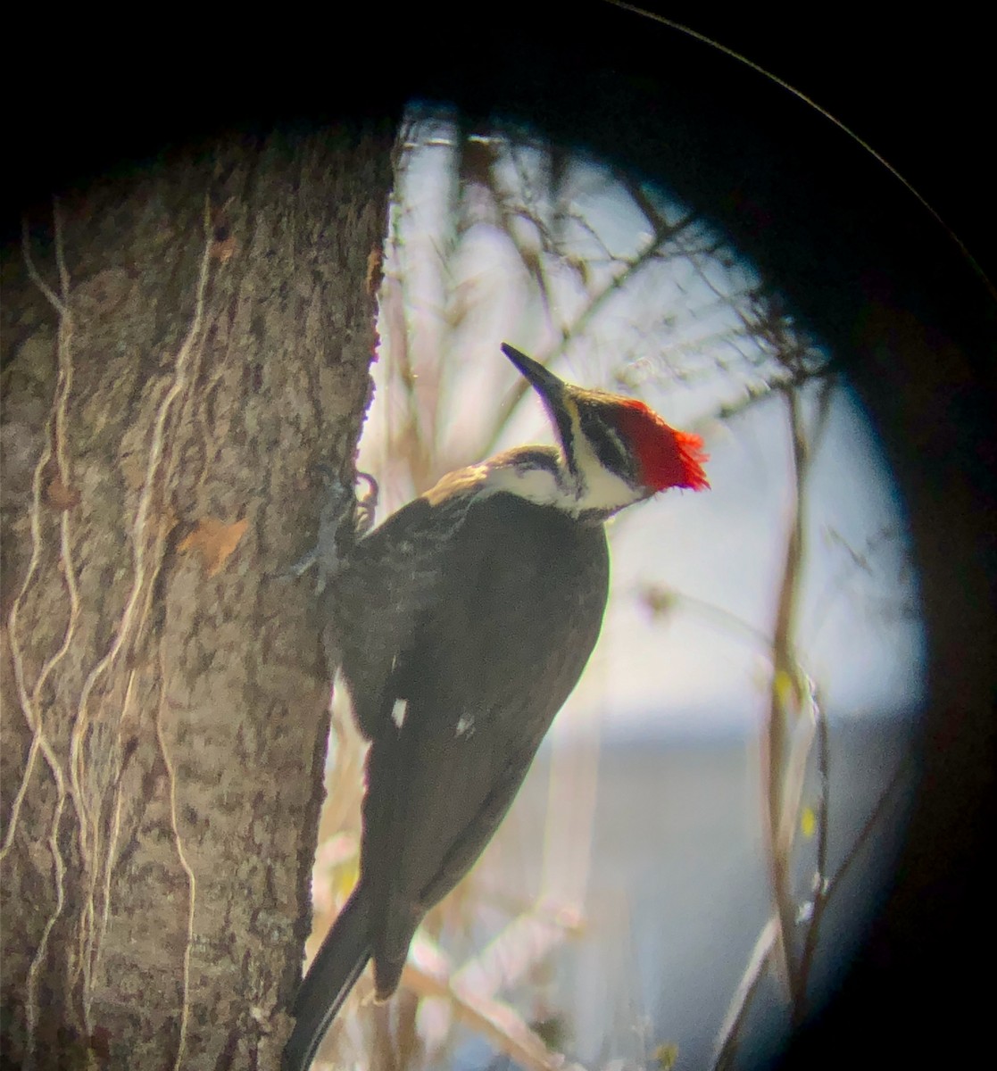 Pileated Woodpecker - ML613723897
