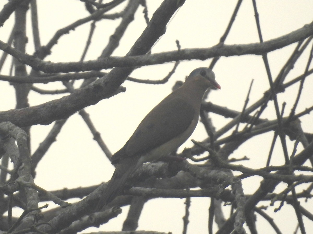 Blue-spotted Wood-Dove - ML613723966