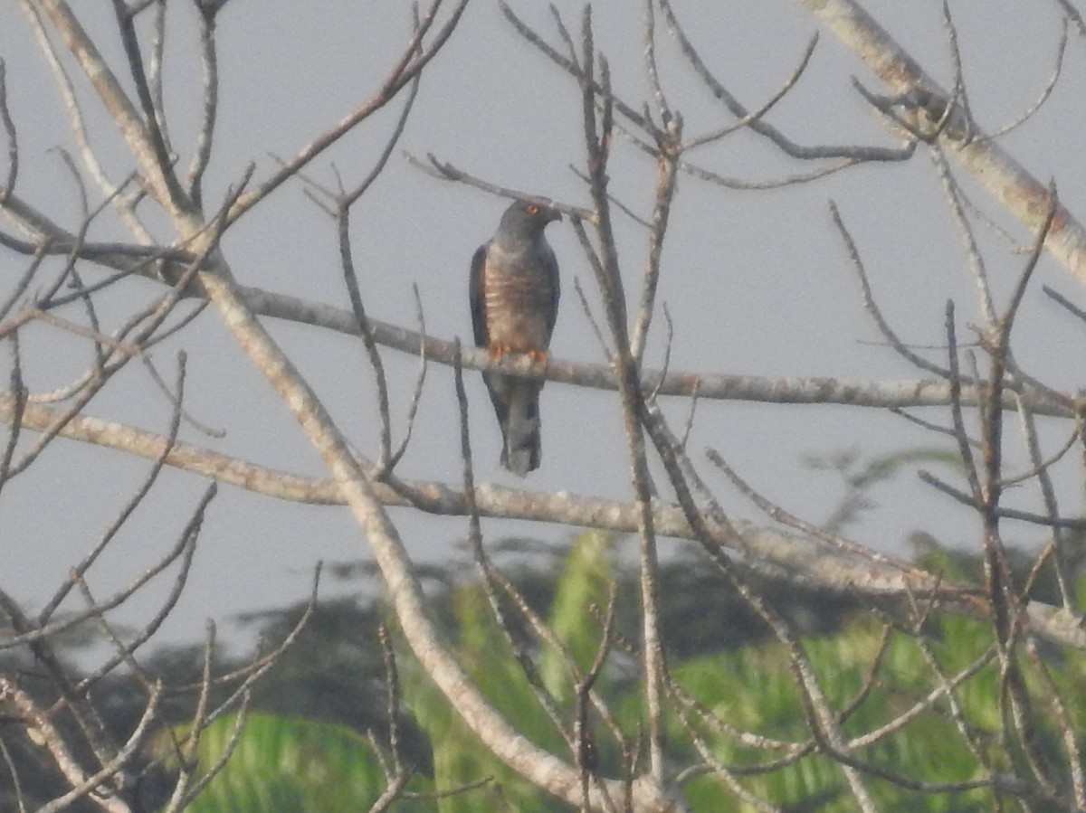 African Cuckoo-Hawk - ML613723970