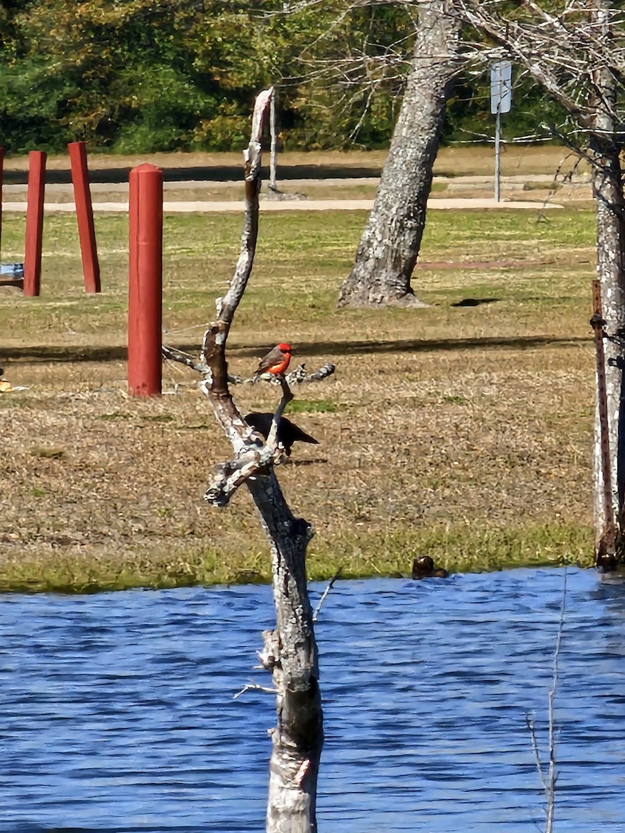 Vermilion Flycatcher - ML613724017